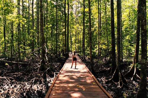 Nataraja Yacht mangrove forest tour