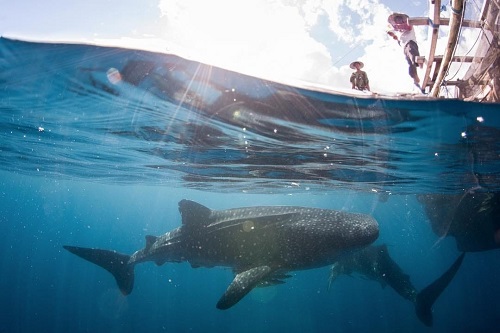 Nataraja Yacht whale shark cruises