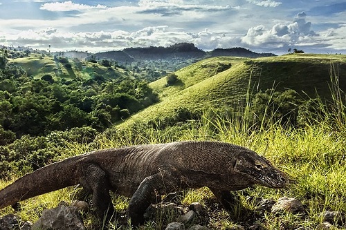 Nataraja Yacht Komodo Dragon trekking