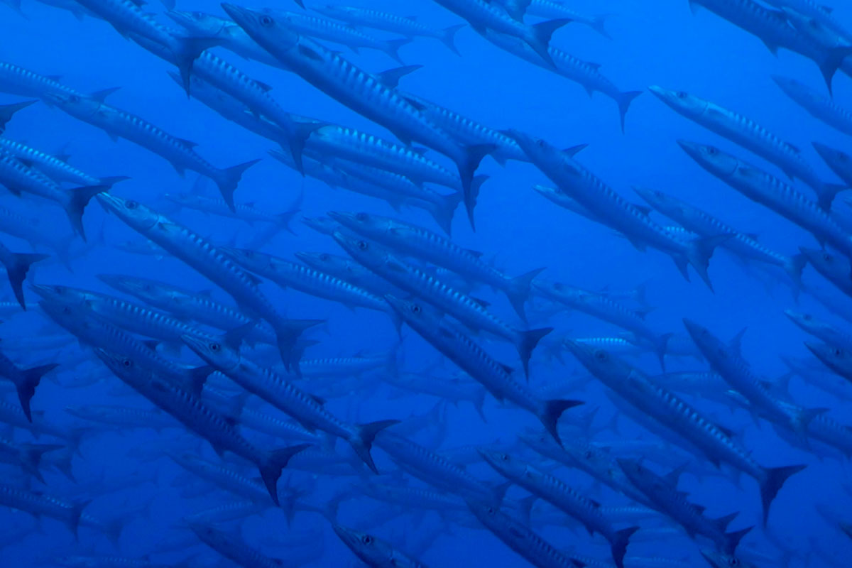 Barracuda fish in Bunaken