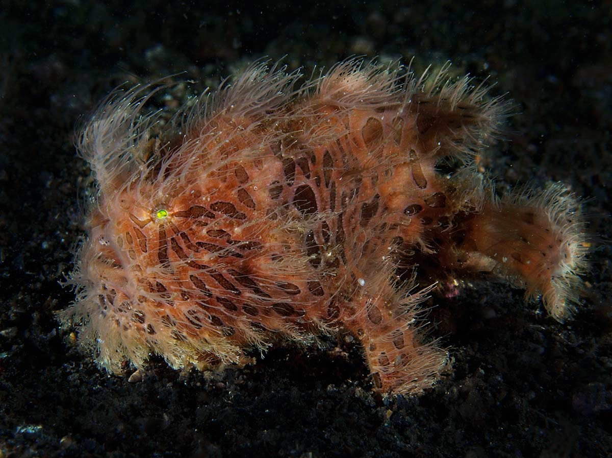 Antennarius striatus in Lembeh Strait