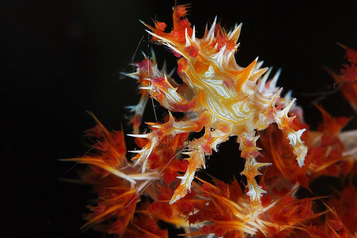 Hoplophrys in Lembeh Strait