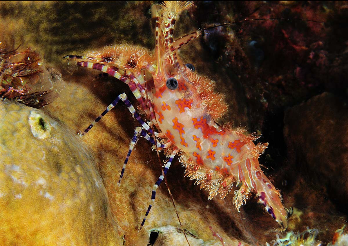 Saron marmoratus in Lembeh Strait