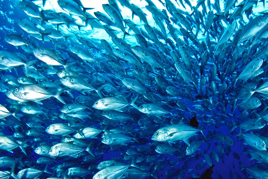 School of Jack fish in Palau