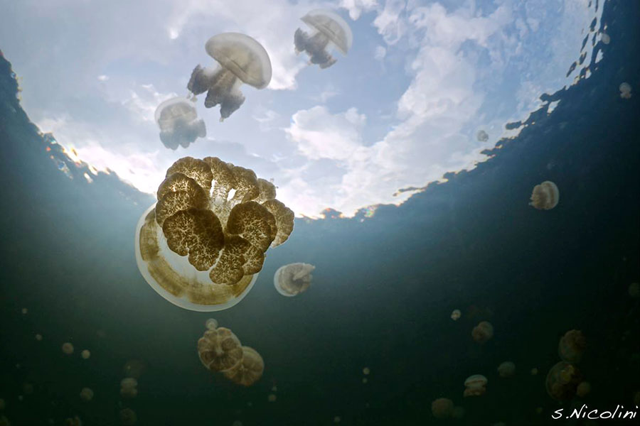 Jellyfish Lake in Palau