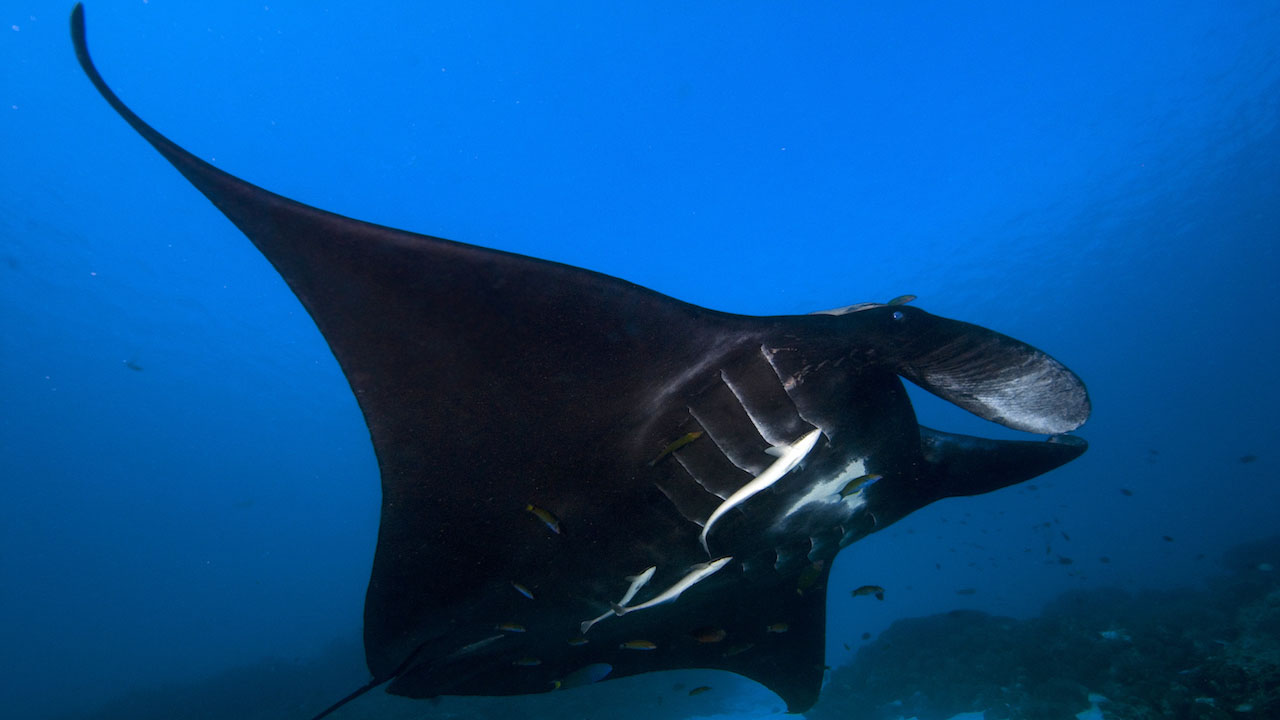 Papua Explorers diving with mantas