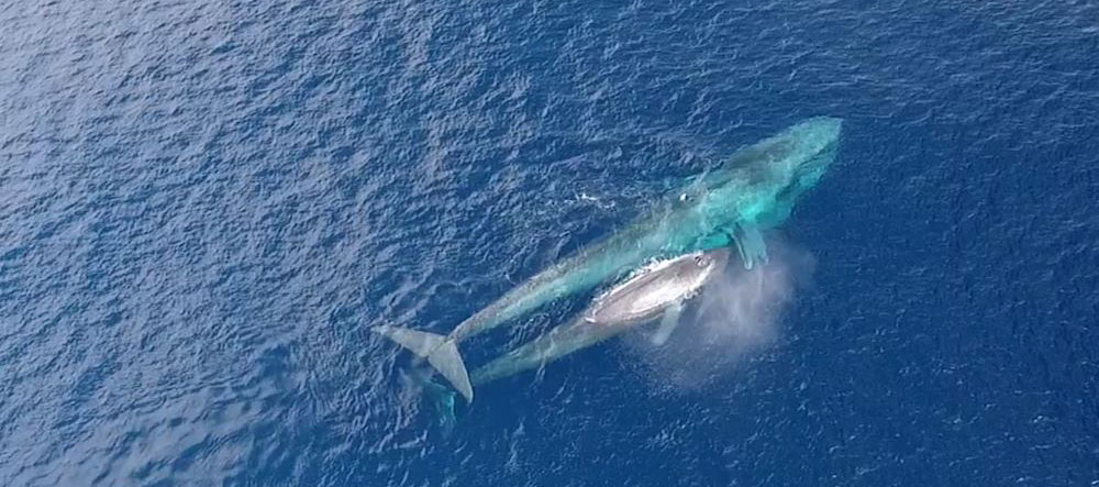 Whale cruises on Pindito Liveaboard