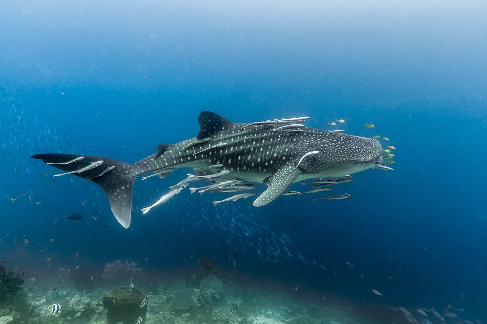 Whale shark at Raja 4 Divers Resort