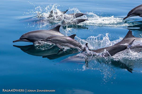 Spotting dolphins at Raja 4 Divers Resort