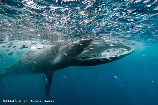 Omura whale watching at Raja 4 Divers Resort