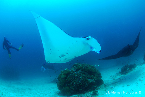 Diver and oceanic mantas at Mansuar clean station in Dampier Strait