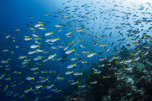 School of fusiliers at Raja Ampat