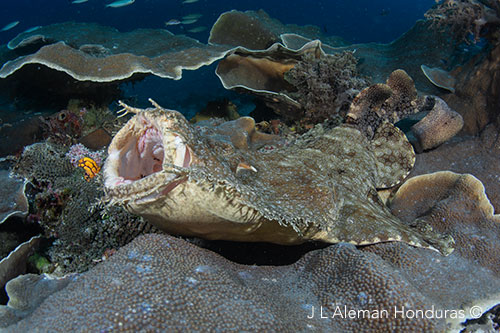 Wobbeging shark at Raja Ampat