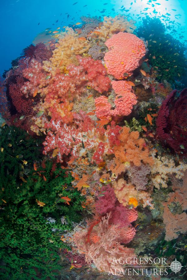 Raja Ampat Aggressor cruises for divers