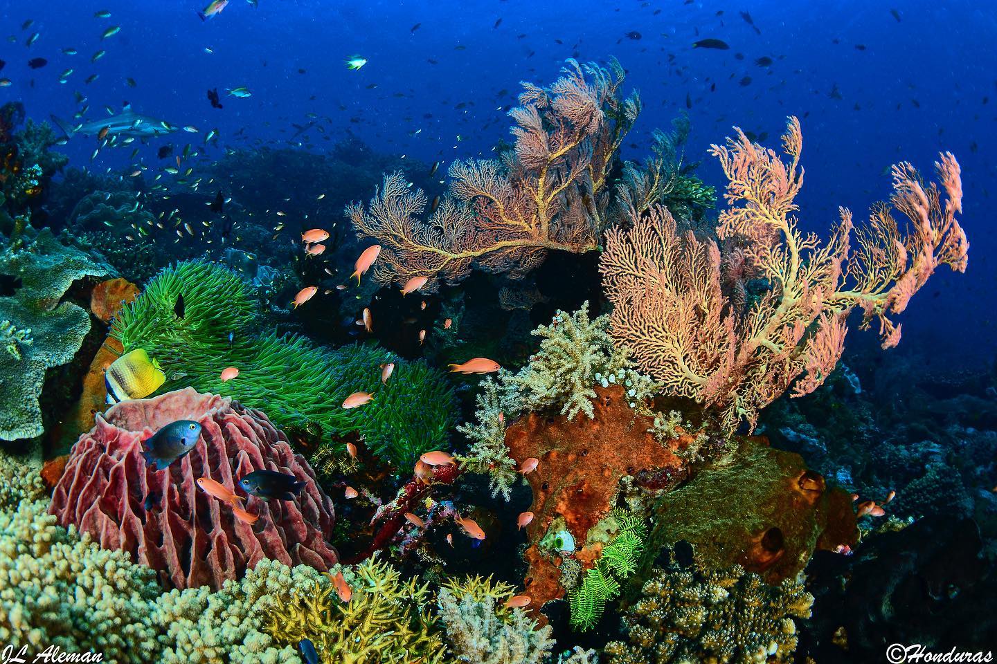 Blacktip reef shark and coral garden in Halmahera