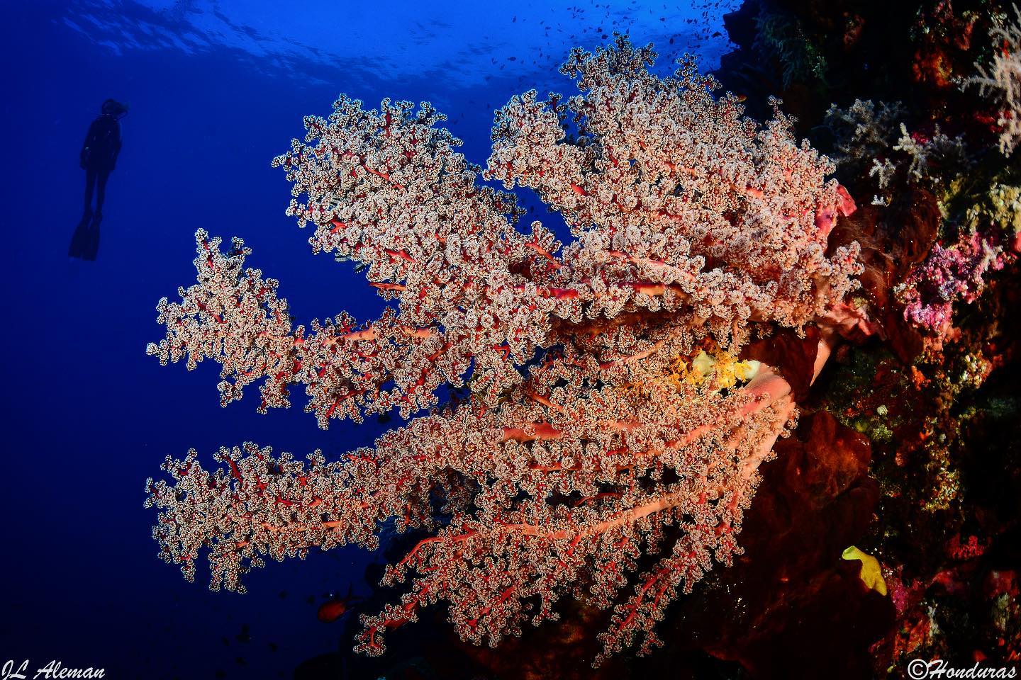 Scuba diver on wall dive in Indonesia