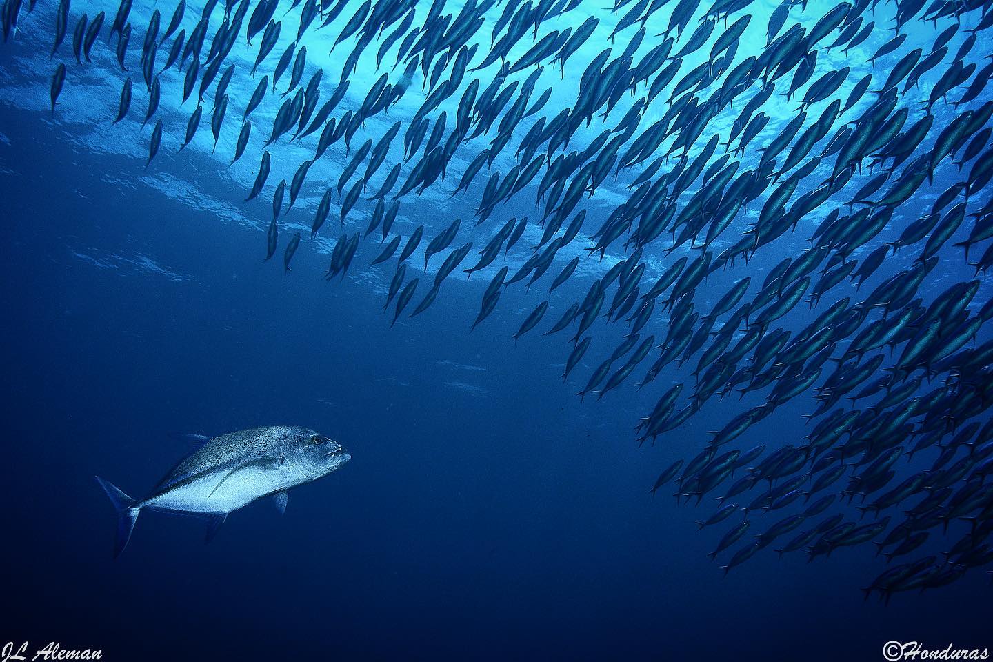 Big school of fish in Indonesia