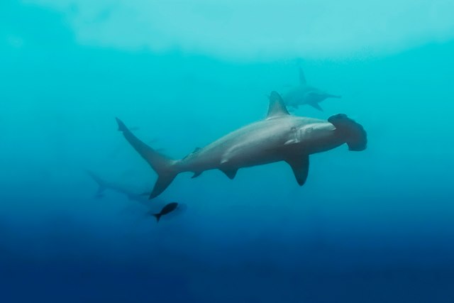 Hammerhead sharks in Banda Sea