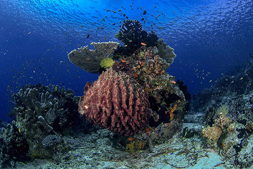 Sali Bay Resort's house reef hard coral