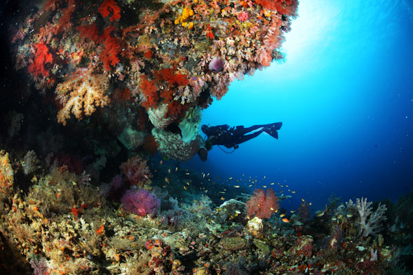 Dive cruises in Forgotten Islands with Samambaia Liveaboard