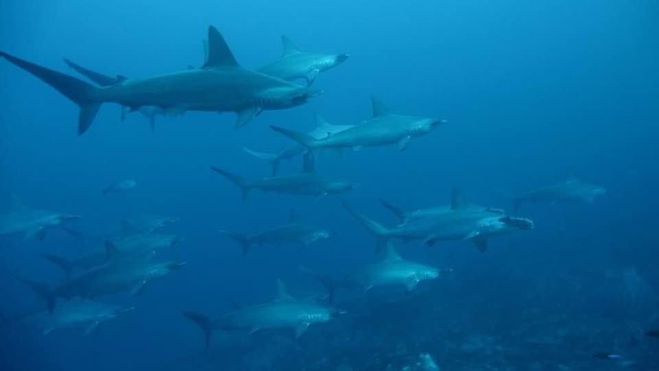 Dive cruises in Banda Sea with Samambaia Liveaboard