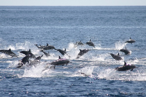 Guided dolphin watching at Savu South Alor Resort