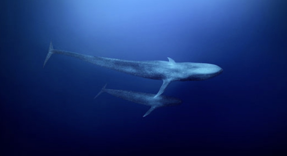 Blue whale with new born calf at Savu South Alor