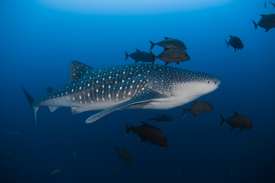 Whale sharks in Socorro Islands