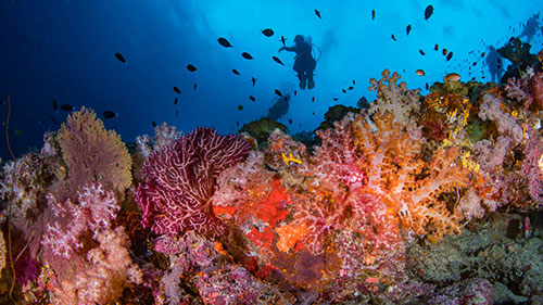 cruises for scuba divers in Solomon Islands