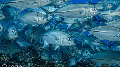 cruises for scuba divers in Solomon Islands