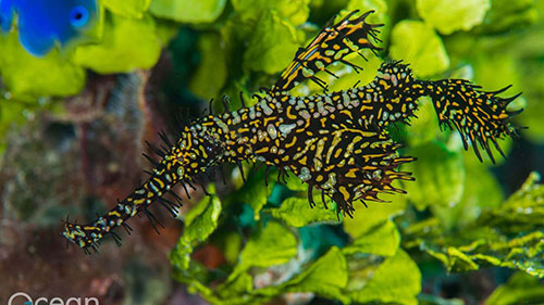 cruises for scuba divers in Solomon Islands