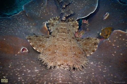 Silver fish shoal in Raja Ampat