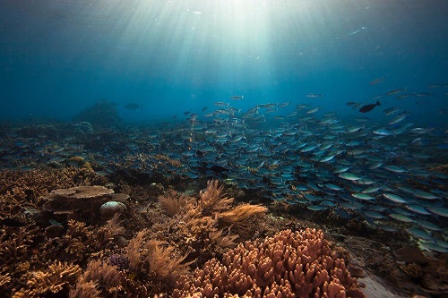 Raja Ampat reef