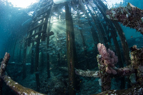 Diving in the jetty Kri Island