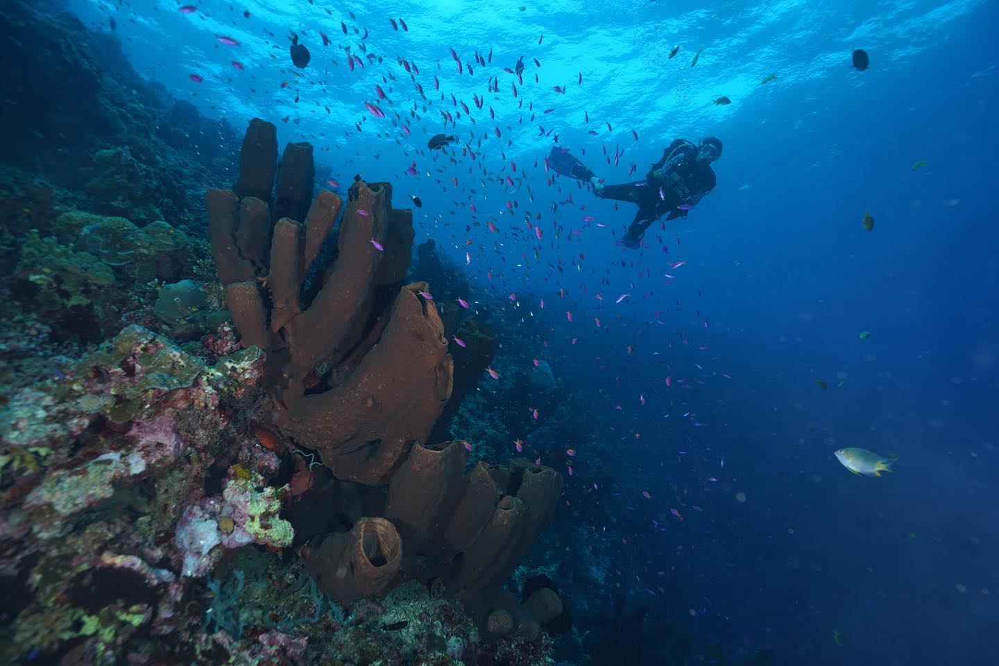 Scuba diving in The Togeans, Indonesia