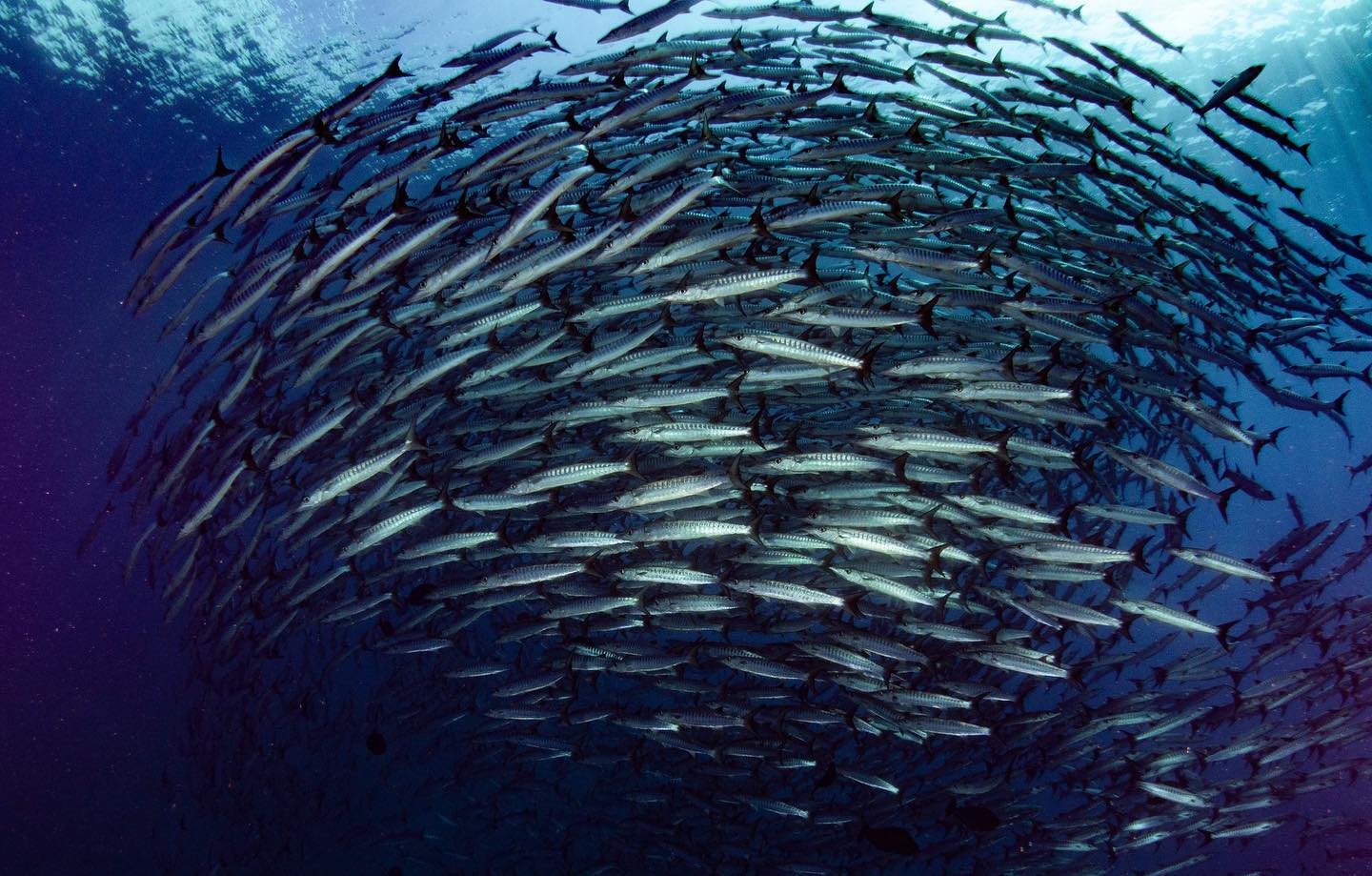 Barracuda fish in Togeans