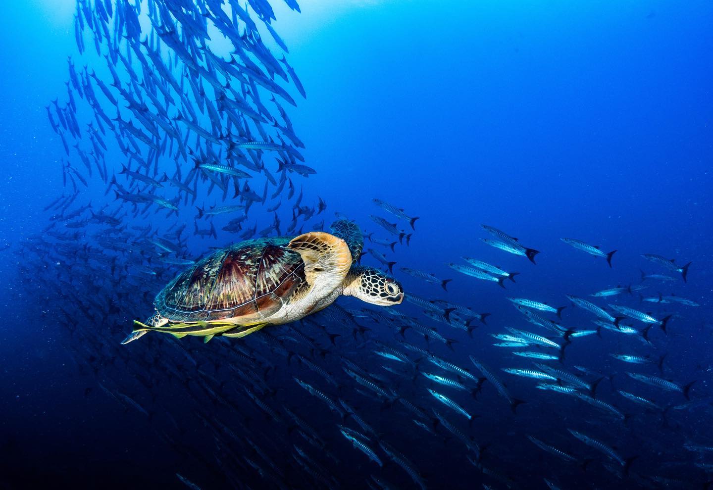 Sea turtle and barracuda fish in Togeans