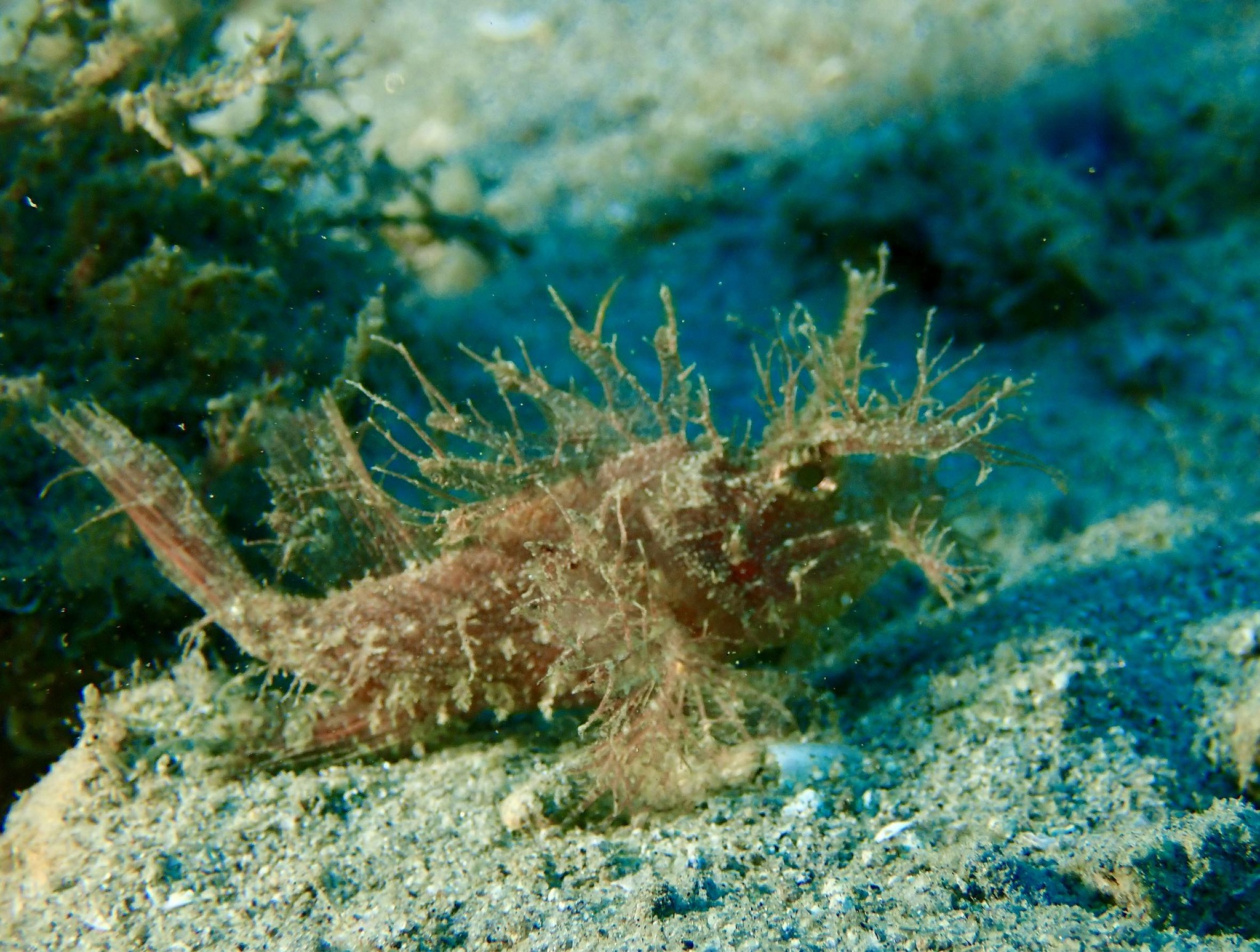 Pteroidichthys amboinensis