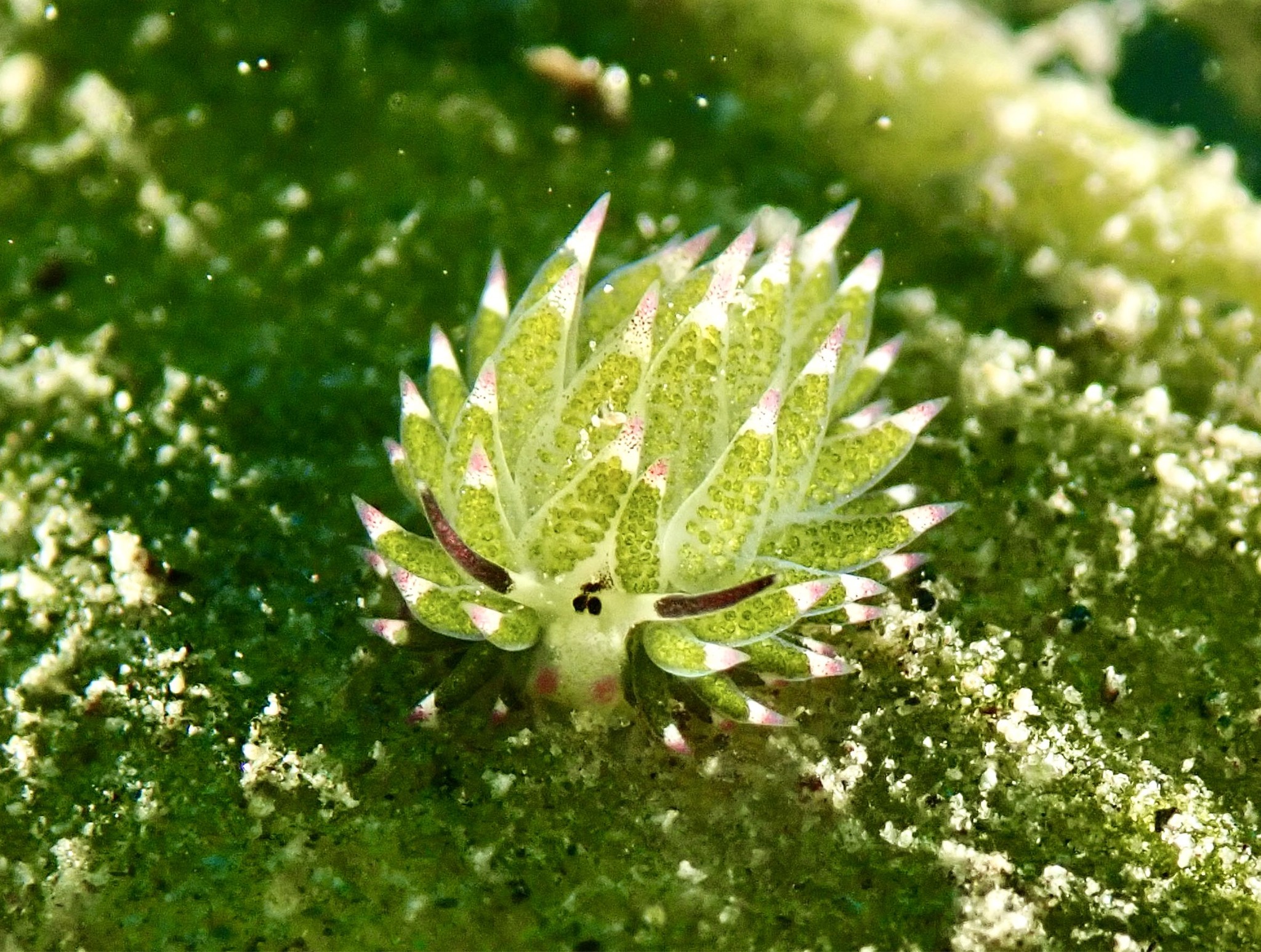 Costasiella kuroshimae