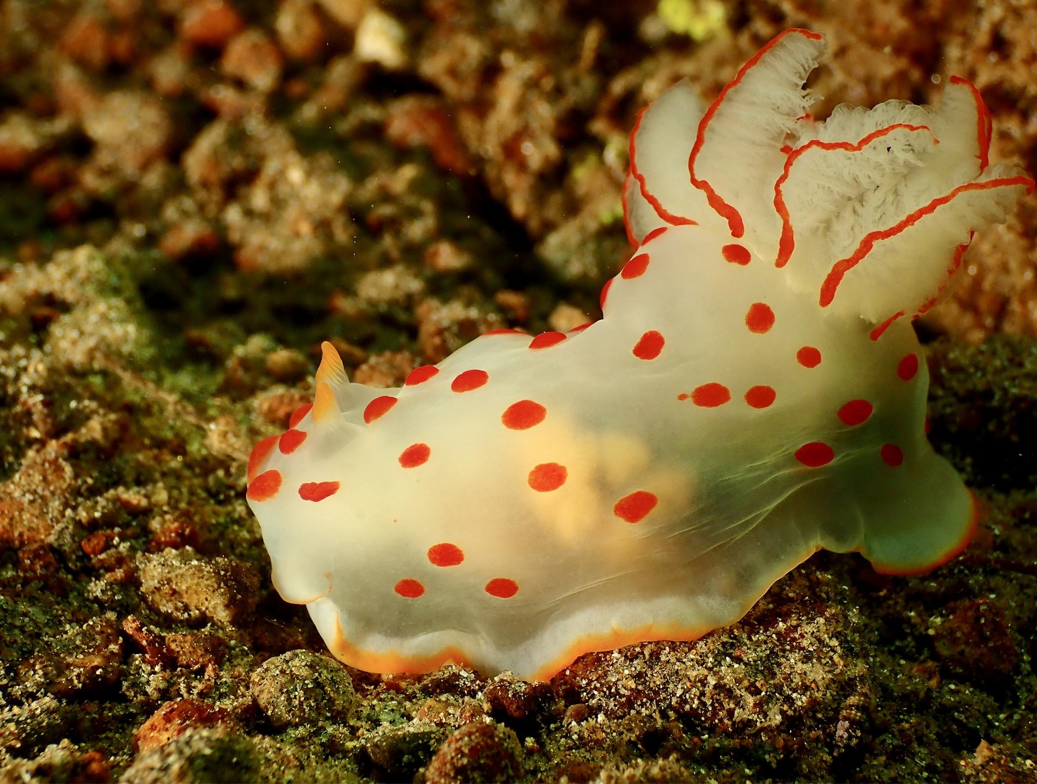 Gymnodoris ceylonica