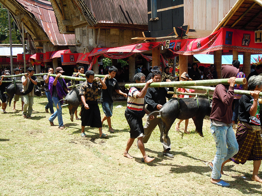 Toraja sacrifice