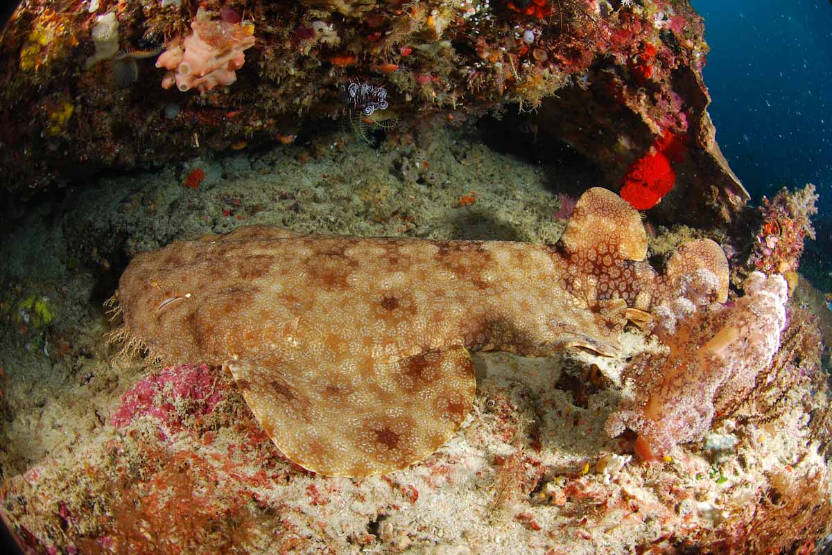 Wobbegong shark at Triton Bay