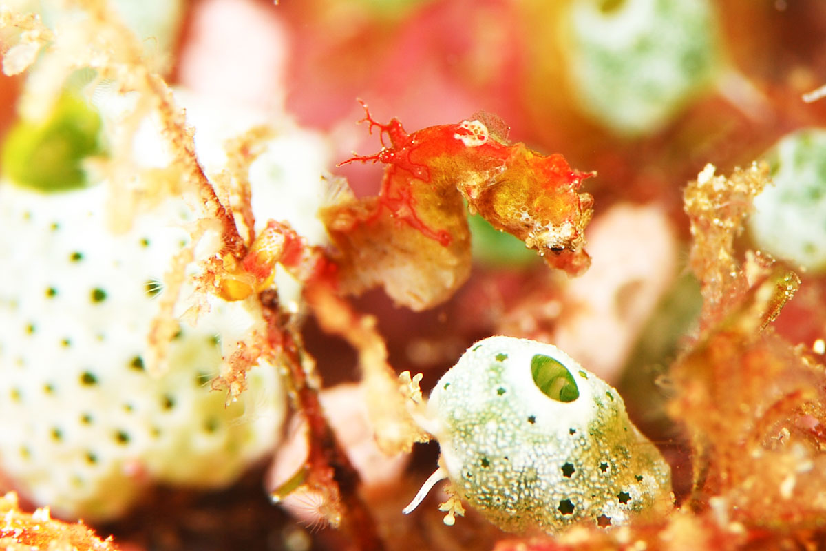 Pontohi pigmy seahorse at Triton Bay