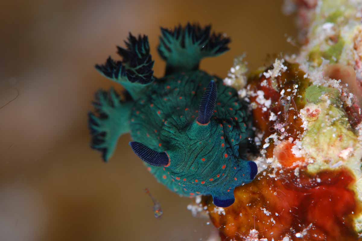 Nembrota nudibranch at Triton Bay