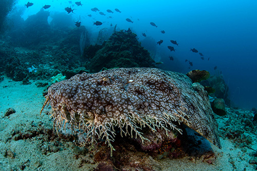 Tasselled Wobbegong shark at Triton Bay Divers