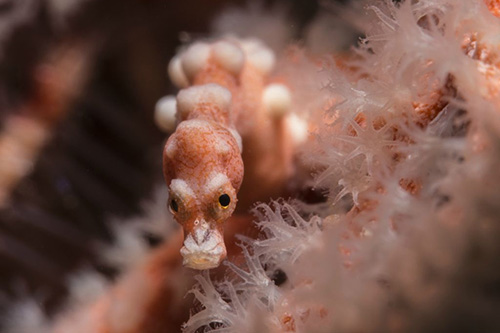 Macro photography at Triton Bay Divers resort Indonesia