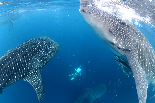 Whale sharks at Triton Bay Divers resort Indonesia