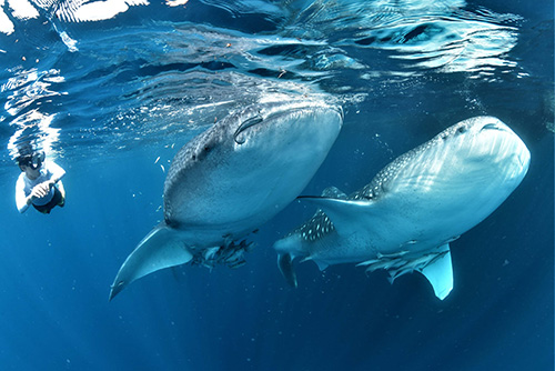 Whale sharks at Triton Bay Divers resort Indonesia