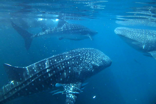 Whale sharks at Triton Bay Divers resort Indonesia