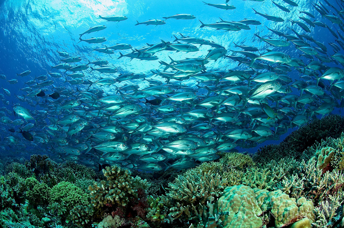 Tubbataha Reef